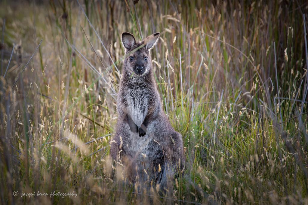 Vila Pearl Hawley Beach Port Sorell Exteriér fotografie