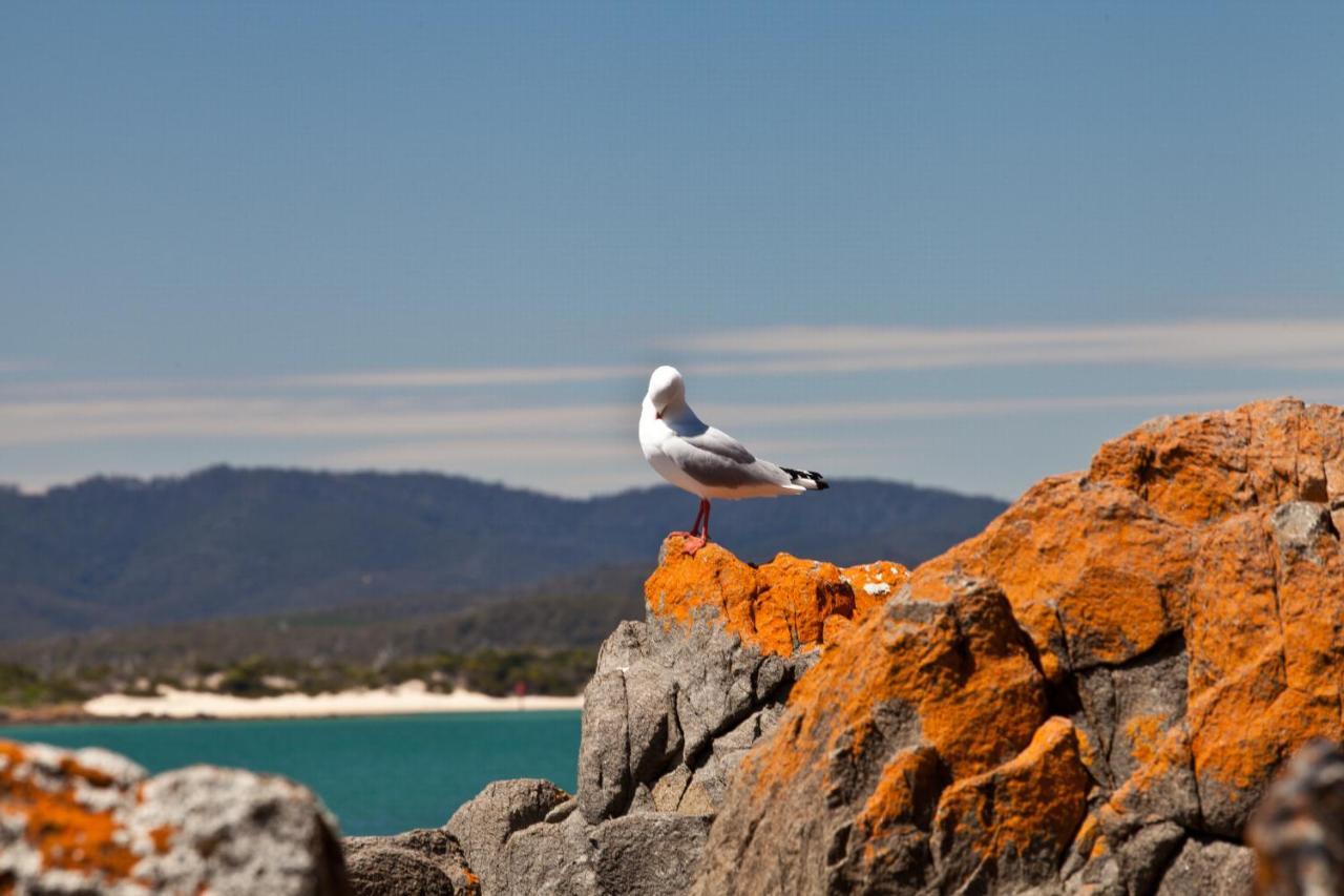 Vila Pearl Hawley Beach Port Sorell Exteriér fotografie